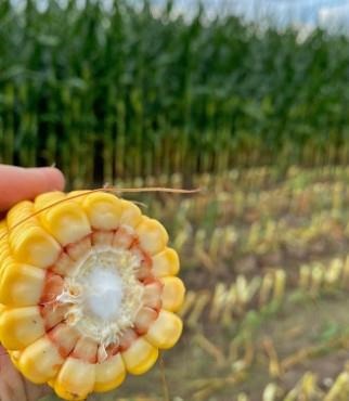 Figure 3 Corn maturity at silage harvest on July 2, 2021 at NFREC Marianna.